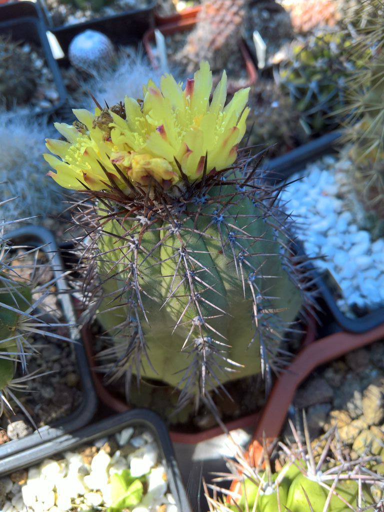 Copiapoa cinerea